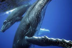 Avistamiento de ballenas